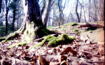 Low Level Landscape, Forest of Dean