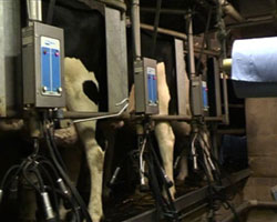 Milking at the dairy farm