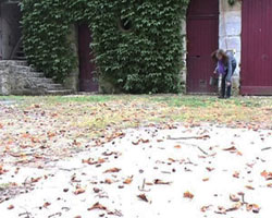 Collecting horse chestnuts