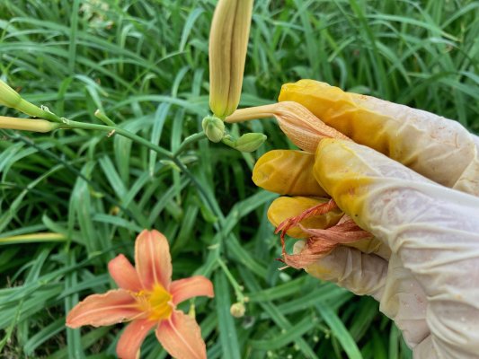 Collecting lilies beneath the walnut tree