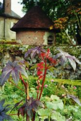 Flowers and dovecot