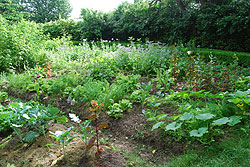 Vegetable garden