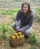 Collecting apples