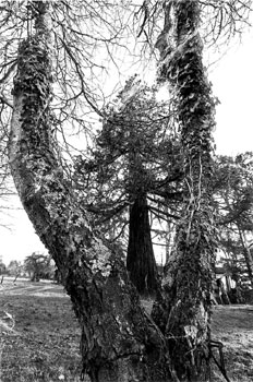 Arbres de la Spouze par Philippe Rolle