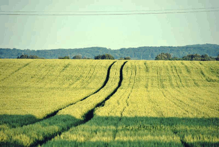 Field